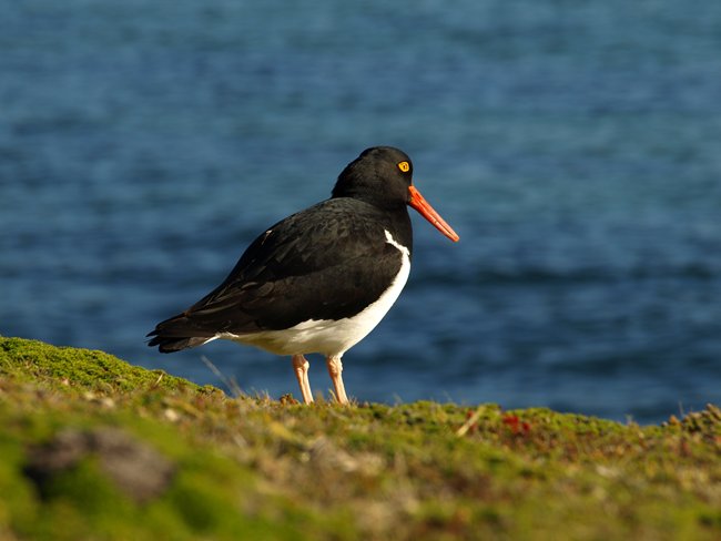 ../../Pictures/241209/094 magellanic Oystercatcher.JPG